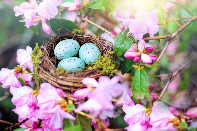 freshness, day, selective focus, beginnings, pink, fragility, pink color, robin nest, nest, springtime, beauty in nature, flower, no people, easter, vulnerability