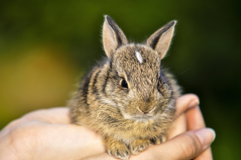 hand, outdoors, small, focus on foreground, cute, one person, hare, vertebrate, rodent, sweet, human body part, herbivorous, animal wildlife, rabbit - animal