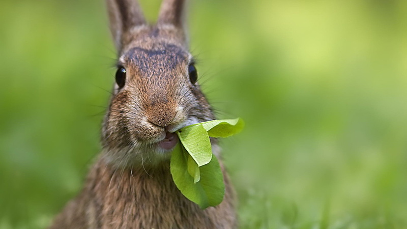 animals in the wild, cute, hare, selective focus, fluffy, vertebrate, animal wildlife, animal, fur, easter, one animal, animal themes, animal body part