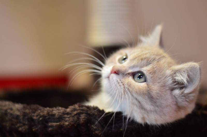 Kitty, Pets, young Animal, domestic Cat, one Animal, Cat, kitten, 2K, portrait, animal body part, whisker, animal, focus on foreground, animals And Pets