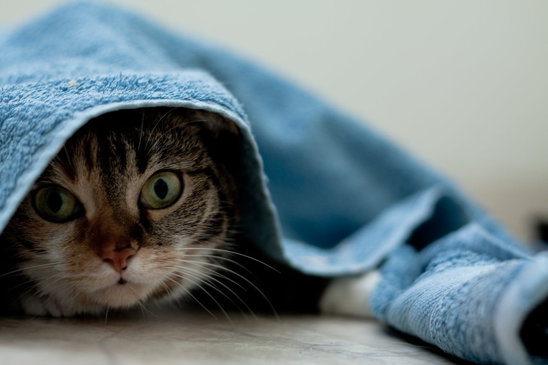 Pet, Sous, 480P, cat, pets, brown, Serviette, domestic Cat, Portrait, Kiwi, covered, La, white cat, white, blue, towel, Best, photo, fur, Portraits, looking