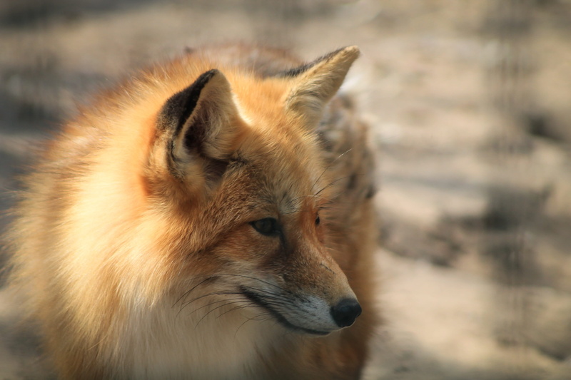 animals hunting, head, brown, no people, animal body part, day, portrait, red fox, vertebrate, domestic, fox, wild, profile view, fur coat, one animal