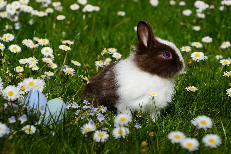 vertebrate, freshness, outdoors, rabbit, plant, pet, little, hare, Happy Easter, season, animal wildlife, brown, garden, nature, fur, one animal