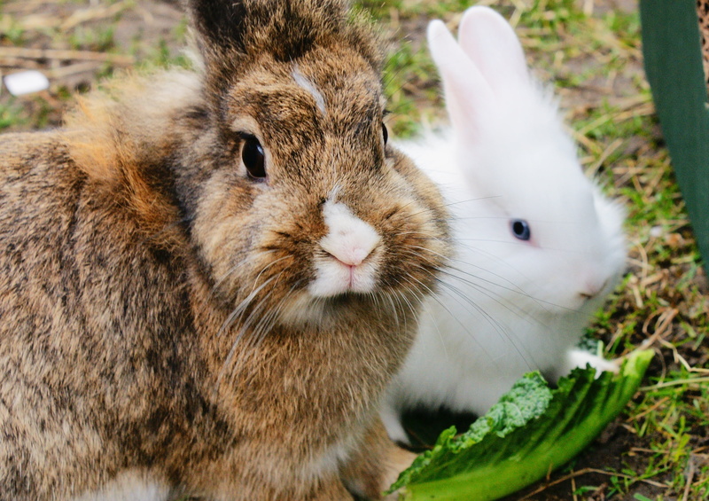 white, portrait, day, 2K, close-up, rabbits, natural, domestic, eating, animal themes, adorable, baby, vertebrate, outdoors, mammal, two, bunny, young