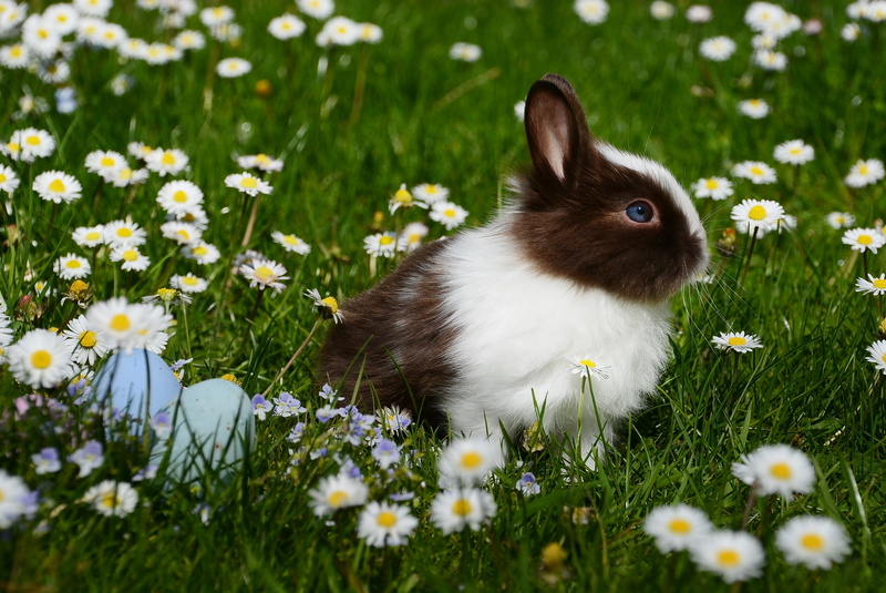 rabbit, flower, happy easter, field, animal, daytime, one animal, flowers, freshness, animal world, rodent, rush, animal themes, vertebrate, rabbit - animal