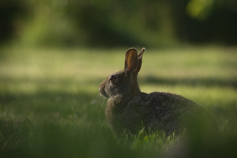 selected, young Animal, nature, rabbit - Animal, springtime, pets, domestic animals, no people, easter, fur, mammal, green, animal themes, grass, a gray
