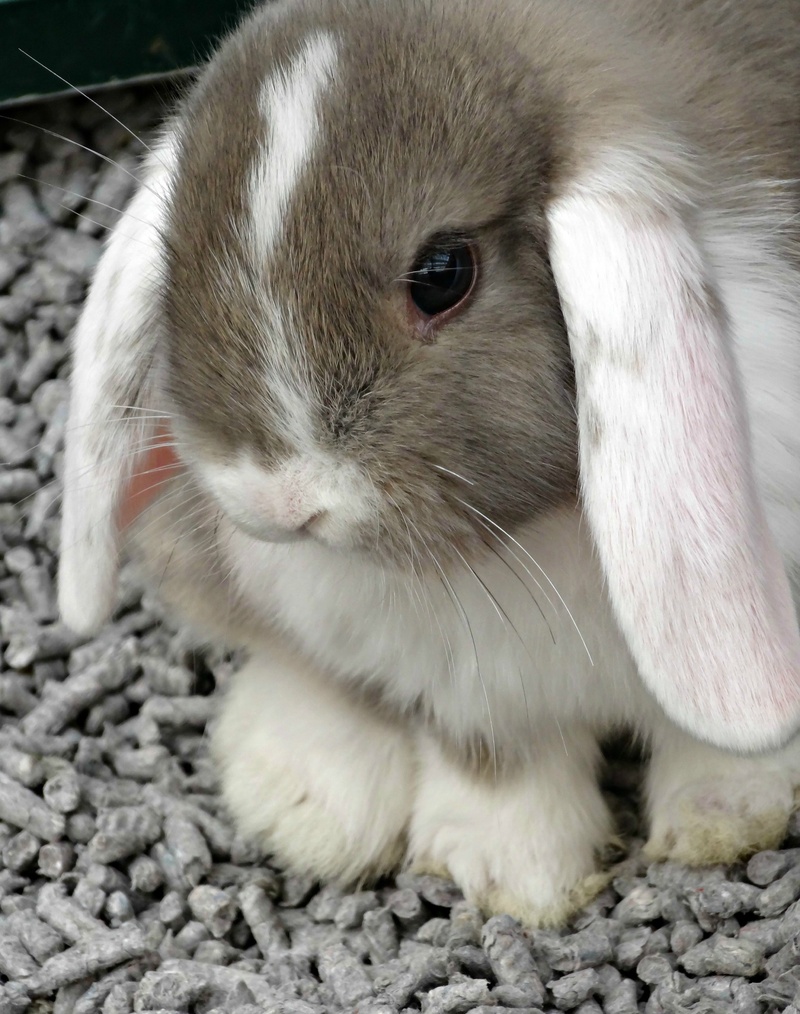close-up, pet, whisker, 2K, animal, no people, one animal, fur, domestic, mammal, young, animal themes, day, little, nature, rabbit - animal, field, rabbit