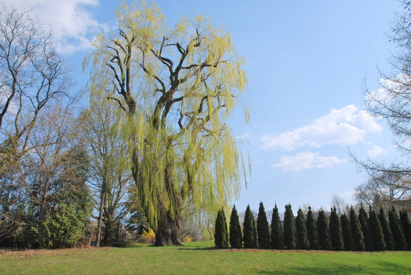family, summer, beauty In Nature, Park, fun, cloud - sky, plant, leaf, backyard, yard, Tree, field, scenics, autumn, change, Garden, season, Green, bright