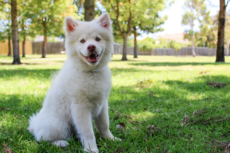 finnishlapphund, coated, 5K, animal, plant, happiness, no people, mouth, spring, animal tongue, happy, white color, eyes, bright, mouth open, love, sun