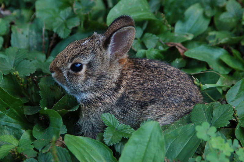 baby, whisker, plant, no people, outdoors, small, vertebrate, brown, land, bunny, nature, leaf, fur, young, animal, grass, cute, closeup, furry, animal themes