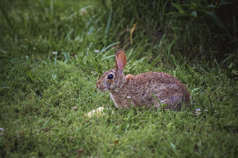 summer, vertebrate, day, animal wildlife, animal, nature, outdoor, symbol, season, cute, green, easter, hunt, white, little, one animal, outdoors, growth