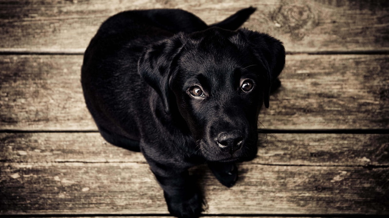 nature, wooden floor, canine, domestic animals, black, domestic, baby animals, top view, wood - material, portrait, no people, 1080P, looking at camera