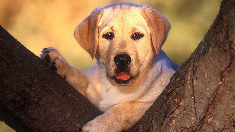 puppy, pets, animals, tree, nature, dogs, pup, behind, 1080P, labrador