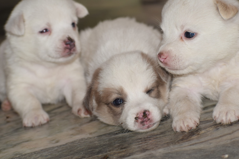pets, portrait, pup, young animal, adorable, group of animals, young, mammal, domestic, puppy, small, close-up, no people, puppies, animal family, cute