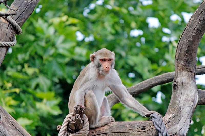 plant, zoo heidelberg, animal wildlife, no people, day, animals in the wild, rainforest, zoo, primate, outdoors, 5K, focus on foreground, branch, nature