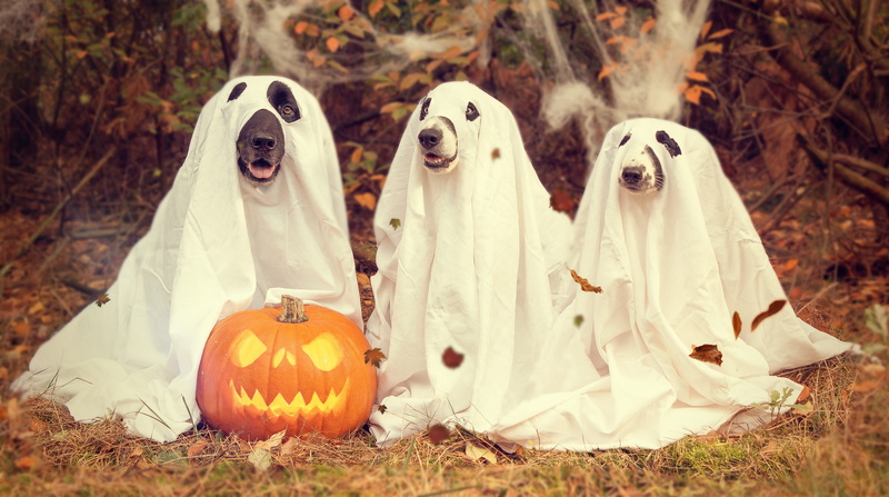 outdoors, 5K, orange, no people, pumpkin, jack o lantern, o, gourd, anthropomorphic, three, autumn time, creativity, lantern, fun, helloween, jack, costume