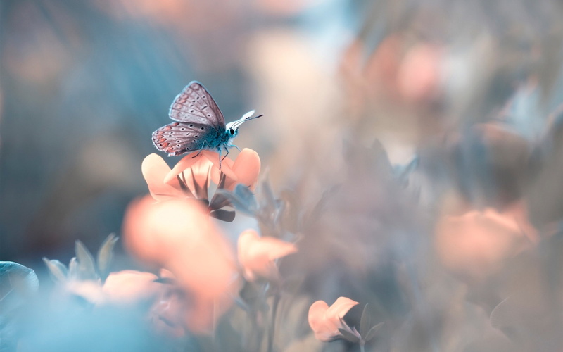 Bokeh, 1080P, Flower, Butterfly