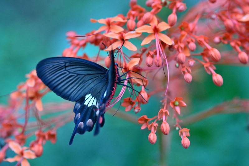 butterfly, flower, white, Macro, 1080P, amazing, black