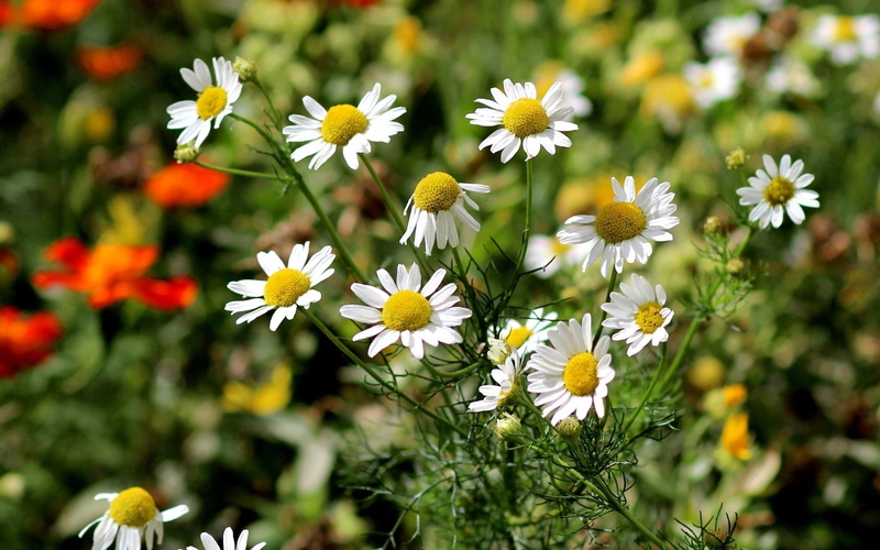 matricaria, flowers, nature, day, petal, growth, close-up, yellow, botany, 2K, fragility, flowering plant, aster, white, pollen, beauty in nature, vulnerability