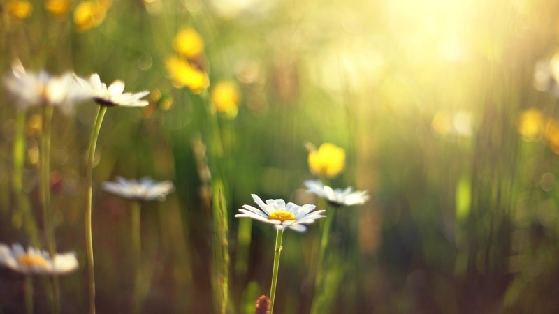 pollen, no people, white flowers, plant, sunlight, white color, vulnerability, field, beauty in nature, springtime, outdoors, inflorescence, flowers, daisy