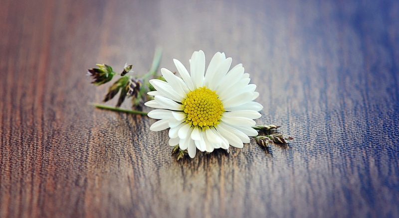 white flowers, texture, 720P, macro, matricaria, flowers, beige, daisies