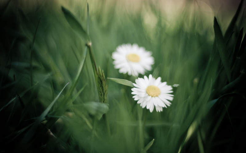 2K, daisies, matricaria, nature, flowers
