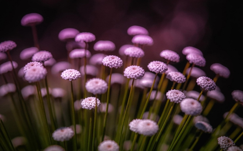 no people, white, 720P, bokeh, food, vulnerability, freshness, focus on foreground, flowers, flower, purple, plants, springtime, flowering plant, nature