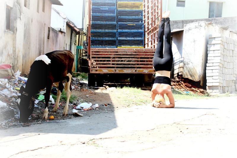 zen-like, sirsasana, sunlight, architecture, nature, sport, city, meditation, one animal, day, exercise, yoga, vinyasa, slim, livestock, india, instructor