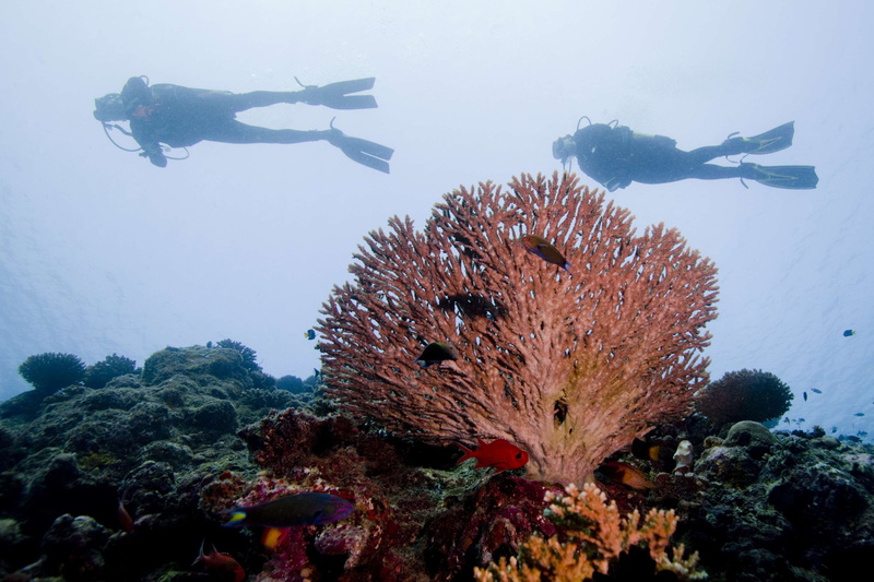 island, invertebrate, 4K, animal themes, sea life, ship, korman13, animal, swimming, coral, animal wildlife, instructor, vertebrate, day, animals in the wild