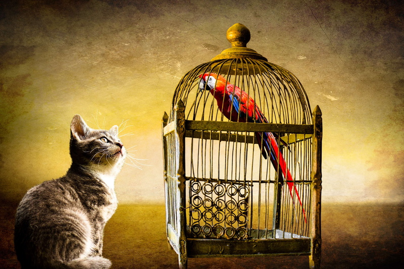domestic cat, bird, parrot, watch, one animal, mammal, animals, sitting, vignette, golden, feline, dom, wall - building feature, auto post production filter