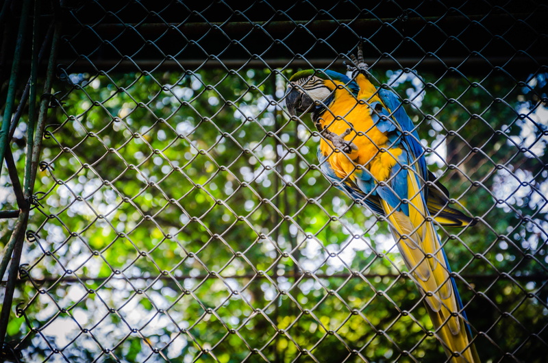 yellow, chainlink fence, plant, exotic, security, animal, flora, captive, cage, macaw, focus on foreground, outdoors, animal wildlife, green, barrier, vine