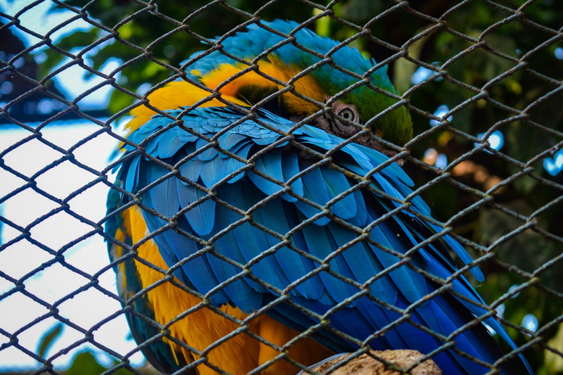 metal, outdoors, day, reptile, animals in captivity, female, grille, animals in the wild, bluebird, bird, vertebrate, wildlife, lizard, girl, roof, macaw