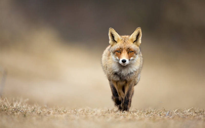 Front, 2K, View, Animal, Fox