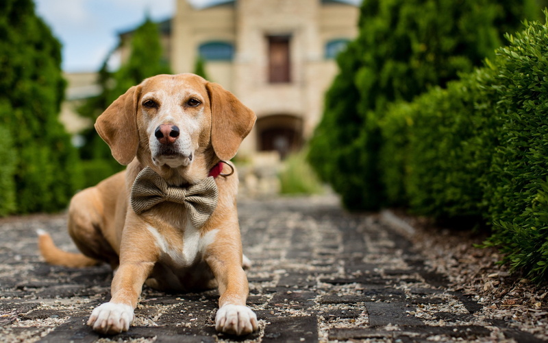 Front, 2K, View, Dog