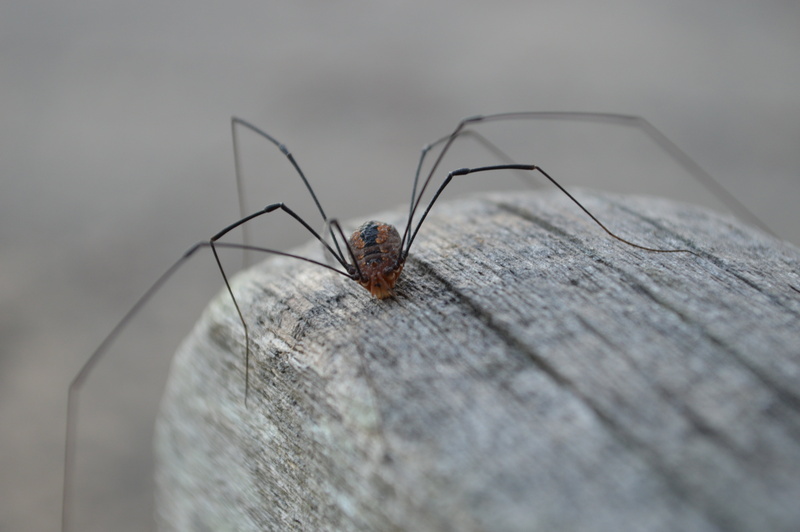 arthropod, arachnid, animal body part, invertebrate, animal leg, natural condition, arachnida, insect, macro, selective focus, 5K, long-legs, one animal
