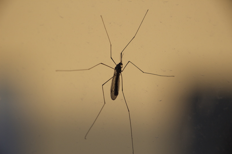 insect, animal body part, outdoors, crane-fly, animal wing, spider, animal antenna, daddy-longlegs, invertebrate, bug, animal wildlife, animals in the wild