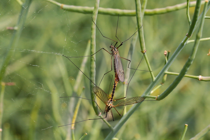 animal, mosquitoes, outdoors, wing, green color, animals in the wild, insect, close-up, animal wildlife, day, web, invertebrate, nature, 5K, animal wing