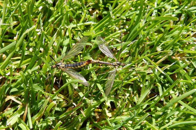 Insect, Pairing, plant part, leaf, outdoors, nature, close-up, sunlight, grass, animal themes, day, Fly, green color, invertebrate, no people, one animal