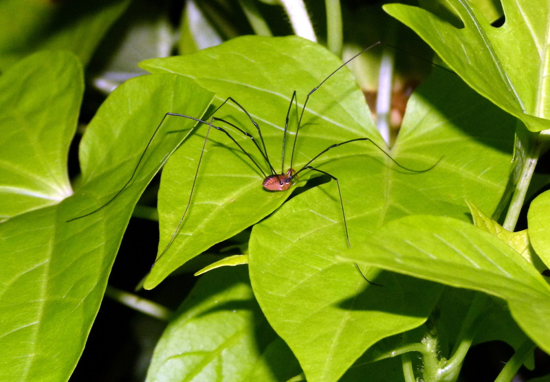 long, nature, day, insect, daddy, no people, green color, close-up, leaf, daddy long legs, plant part, green, invertebrate, animal themes, 2K, outdoors
