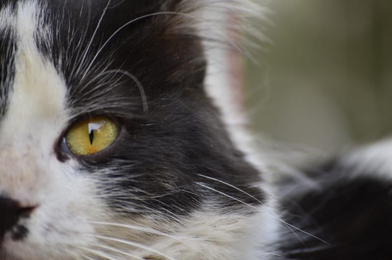 whisker, binatang, pets, domestic animals, animal body part, no people, feline, looking at camera, profile view, mammal, vertebrate, animal head, close-up