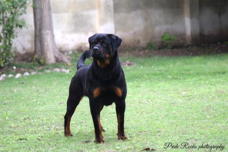 Rottweiler, Dogs, 1080P