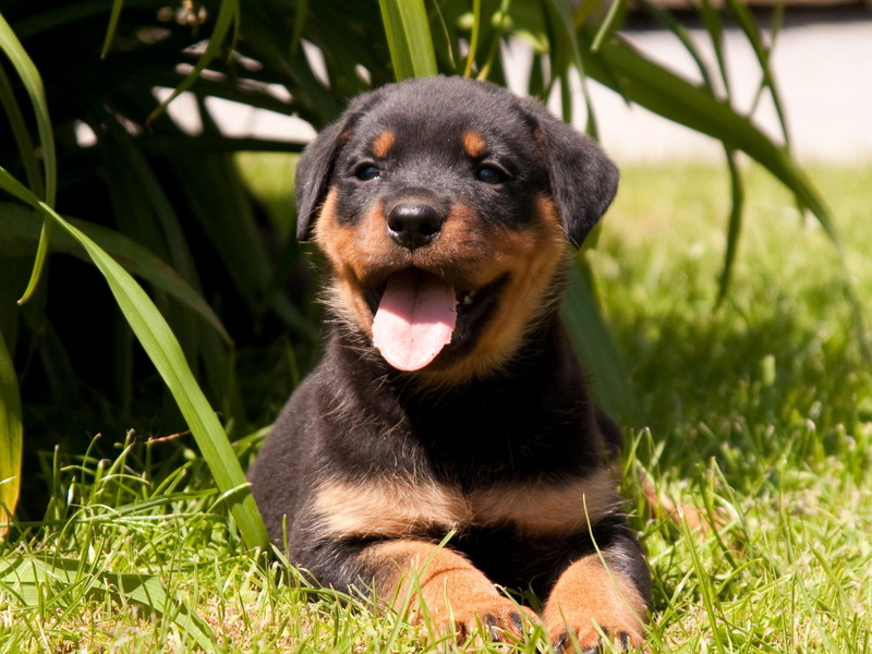 animal themes, close-up, black color, domestic animals, animal, canine, mouth open, no people, animal head, day, animal body part, vertebrate, one animal