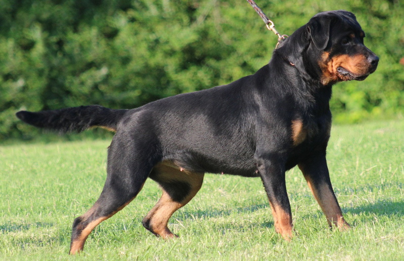 side view, grass, domestic, 720P, purebred dog, plant, day, nature, canine, black color, dogs, profile view, dog, animal, mammal, green color, one animal