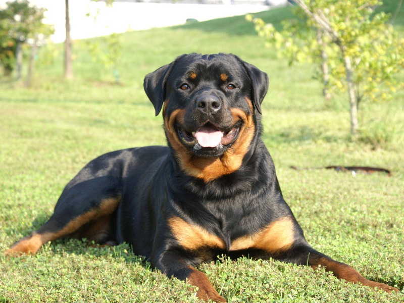 animal themes, plant, relaxation, Rottweiler, dog, 1080P, looking at camera, one animal, focus on foreground, sitting, purebred dog, black color, domestic animals