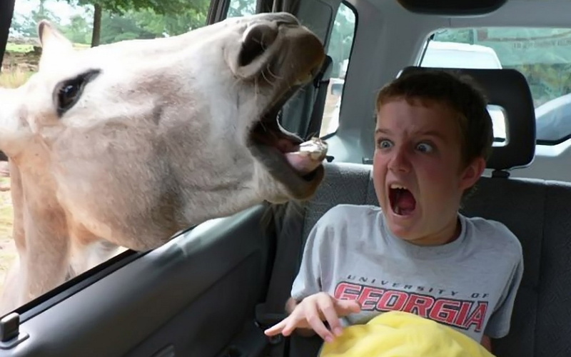 art, scared, hd, F.E.A.R, fear, horses, x, animals, 1080P