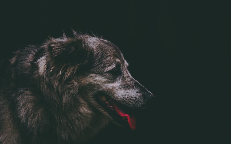 canine, animal Head, dog, brown, dark, mammal, pant, purebred Dog, puppy, domestic Animals, carnivore, canon, black backgorund, fur, friendship, looking