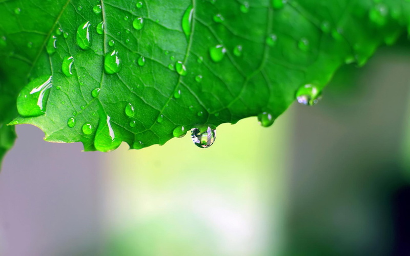 water, 1920x1200, rain, 1080P, monsoon, drops, leaf, hd