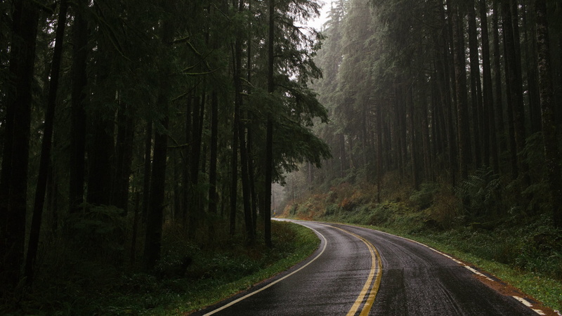 plants, trees, grass, 1080P, USA, forest, Monsoon, road, Olympic National Park