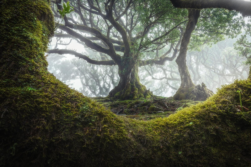 madeira, mist, trees, 1080P, leaves, rain, moss, Monsoon, Portugal, nature