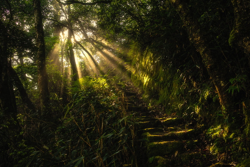 nature, landscape, ladders, sun rays, trees, 1080P, plants, Monsoon